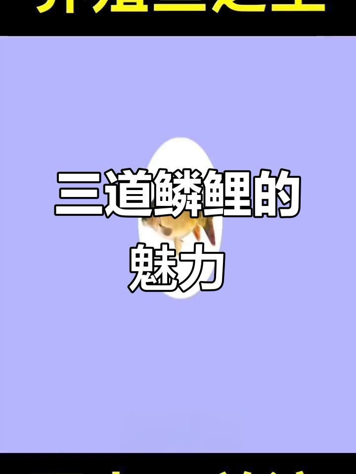 鯉魚和三道鱗是一個品種嗎，鯉魚和三道鱗是同一個品種嗎？ 鯉魚和三道鱗是一個品種嗎，鯉魚和三道鱗是同一個品種嗎？ 龍魚百科 第10張