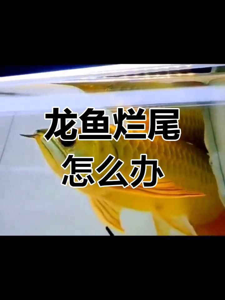 如何預防龍魚爛尾的發生？，新手養魚小課堂預防龍魚爛尾的三大原因及應對方法