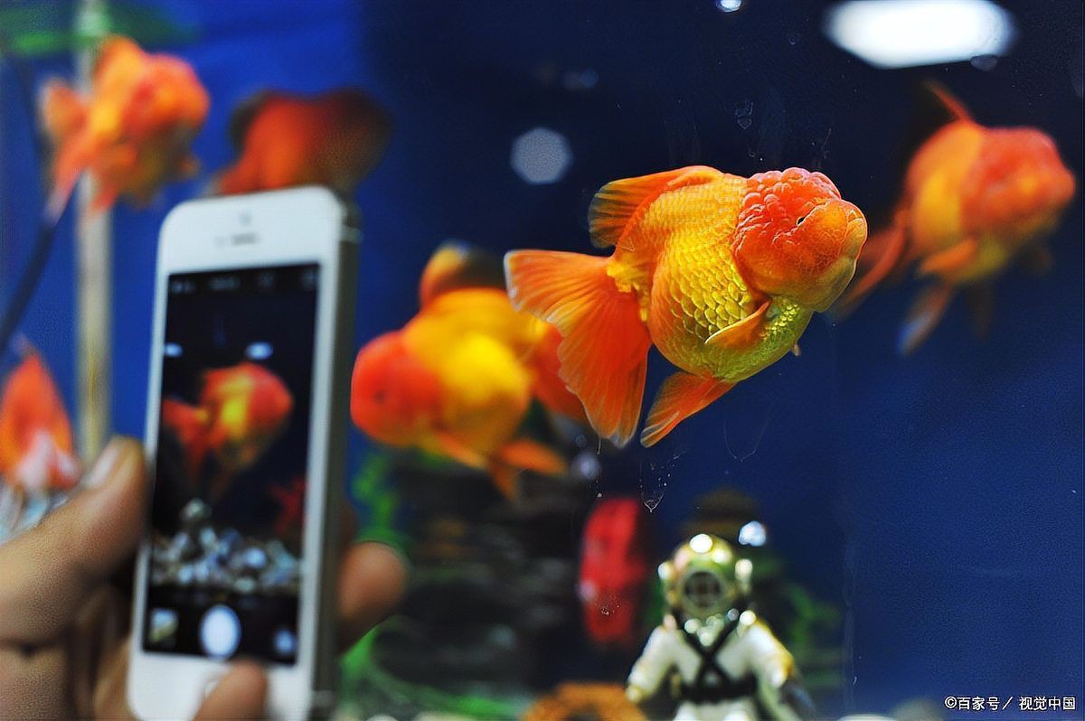 瑪麗泰獅最貴三個顏色，瑪麗泰獅最貴三個顏色科技飛揚，泰獅中的貴族！ 瑪麗泰獅最貴三個顏色，瑪麗泰獅最貴三個顏色科技飛揚，泰獅中的貴族！ 龍魚百科 第4張