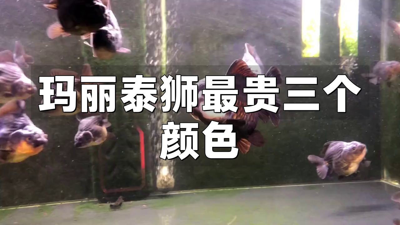 瑪麗泰獅最貴三個顏色，瑪麗泰獅最貴三個顏色科技飛揚，泰獅中的貴族！ 瑪麗泰獅最貴三個顏色，瑪麗泰獅最貴三個顏色科技飛揚，泰獅中的貴族！ 龍魚百科 第2張