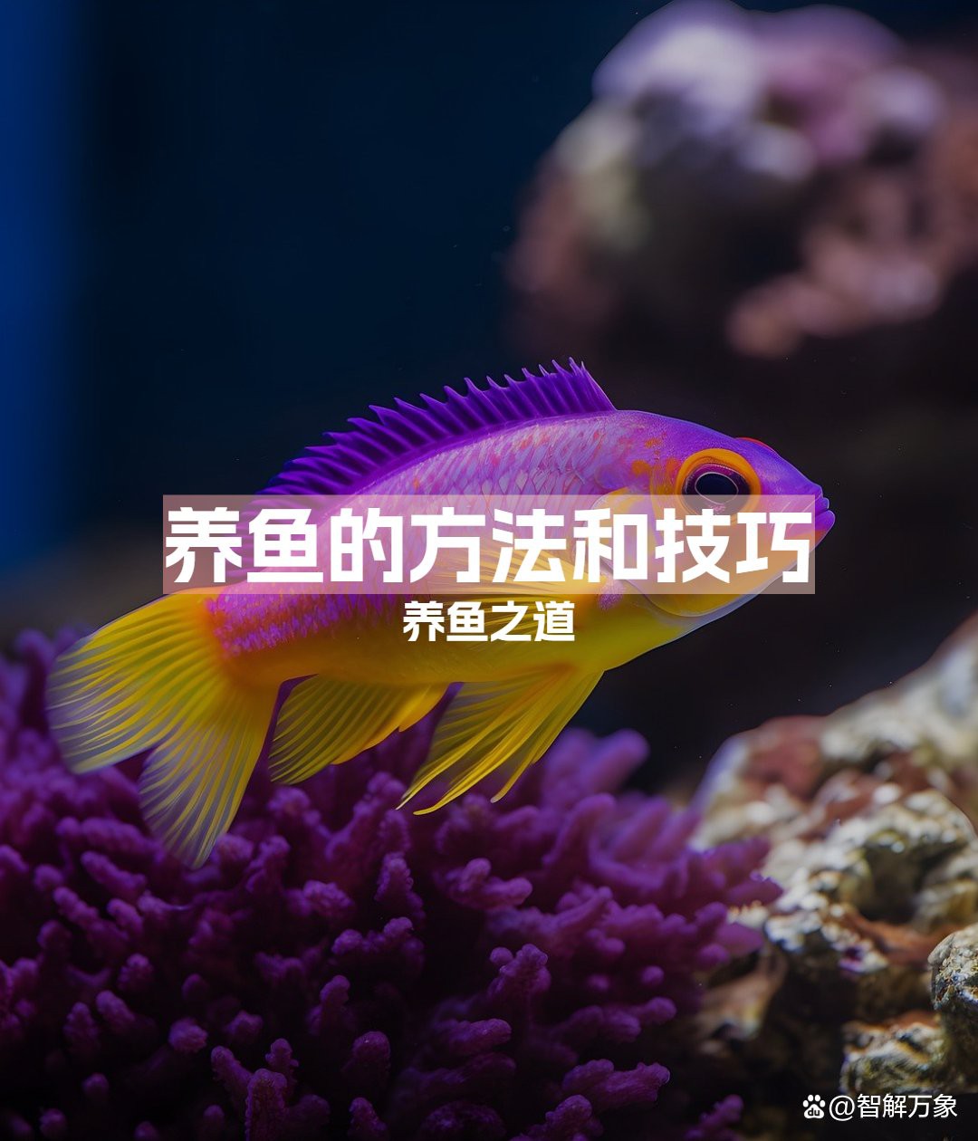 養(yǎng)觀賞魚的方法和技巧，《養(yǎng)觀賞魚的方法和技巧》