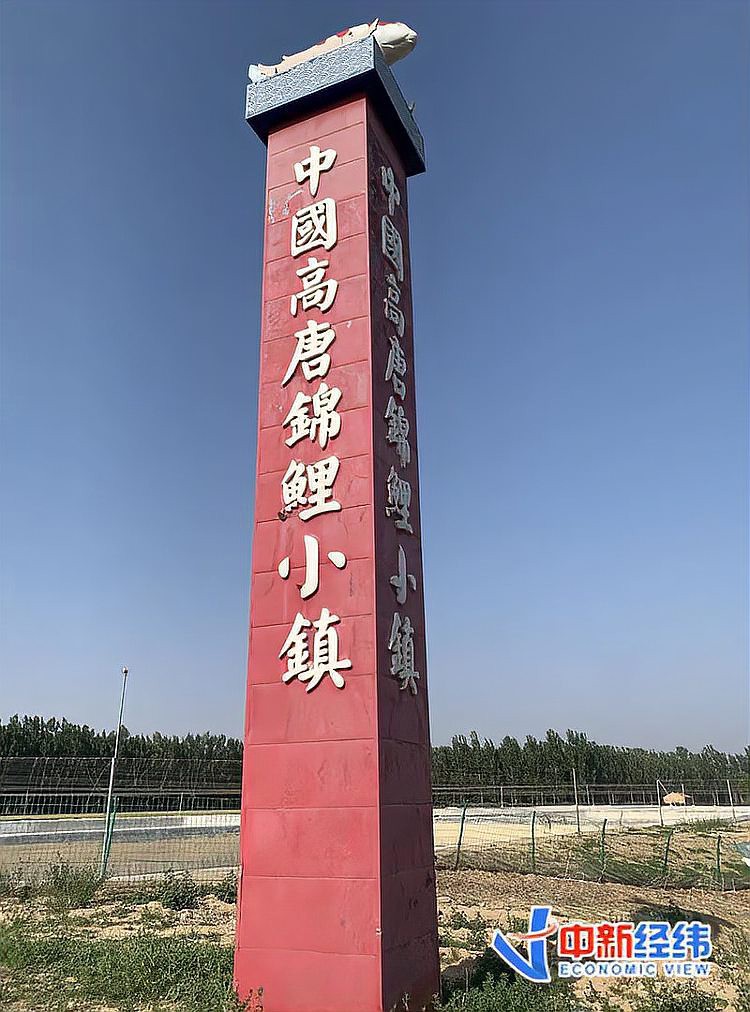 平鄉(xiāng)龍魚店，平鄉(xiāng)龍魚店有哪些特色品種