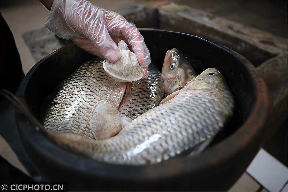 平鄉(xiāng)龍魚店，平鄉(xiāng)龍魚店有哪些特色品種