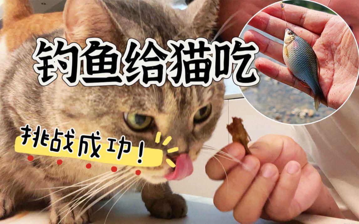 貓糧和買魚哪個更好，《貓糧和買魚哪個更好》貓糧和買魚哪個更好