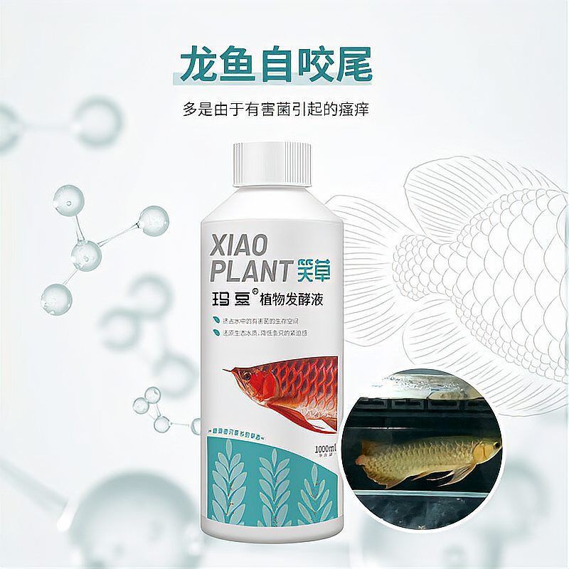 甘南州魚缸維護，甘南高原魚缸養護全攻略：專業維護與生態平衡之道