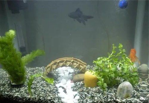 甘南州魚缸維護，甘南高原魚缸養護全攻略：專業維護與生態平衡之道