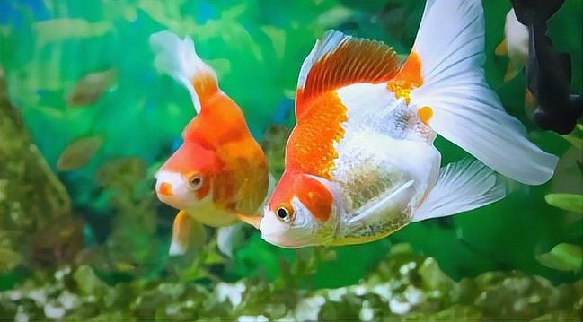 魚缸的正確擺放位置，家居風(fēng)水魚缸擺放位置