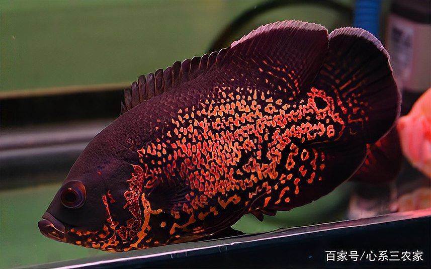 黃山水族店，黃山市屯溪區(qū)金海洋水族館