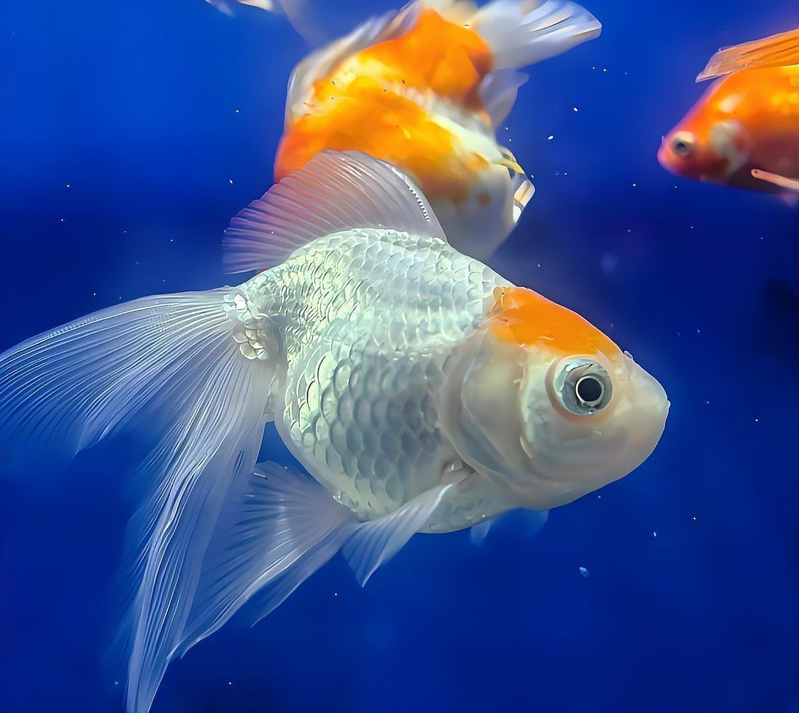 黃山水族店，黃山市屯溪區(qū)金海洋水族館