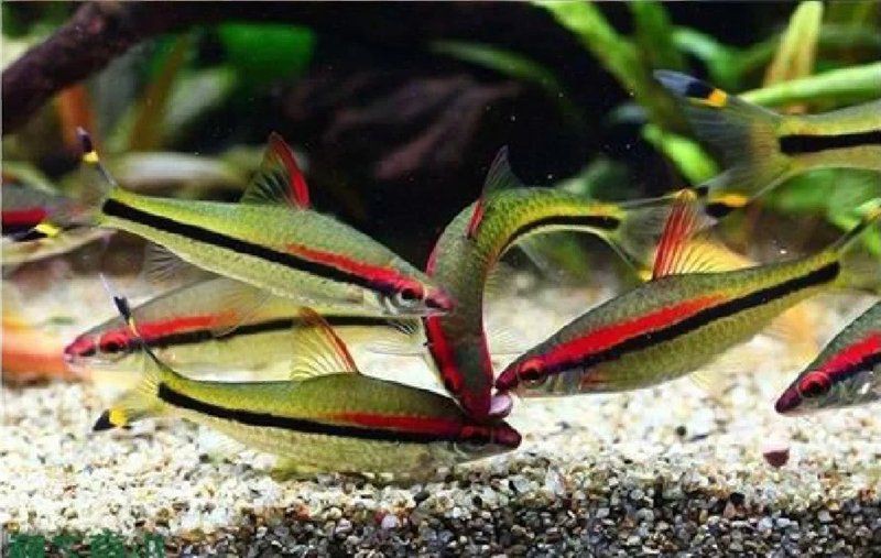 黃山水族店，黃山市屯溪區金海洋水族館