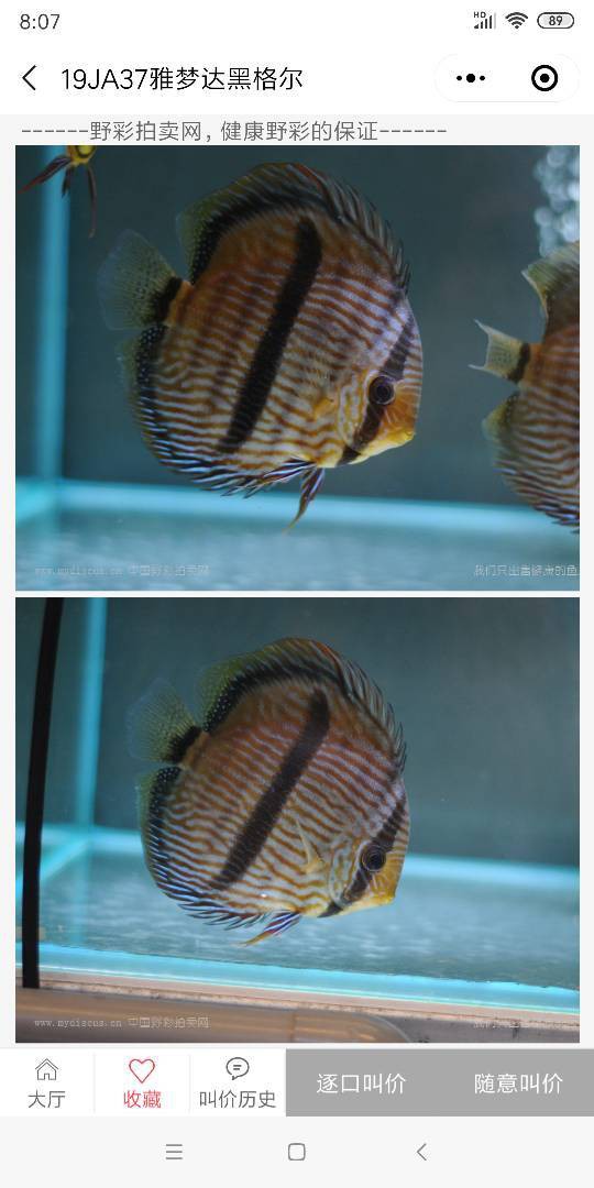 七彩野彩魚價(jià)格表，“七彩野彩魚價(jià)格表”聚焦于野生七彩神仙魚市場價(jià)格體系分析