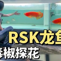 紅龍魚四大品牌哪個最適合新手，廣州龍魚祥龍魚祥龍魚祥龍魚祥龍魚哪個品牌最好看