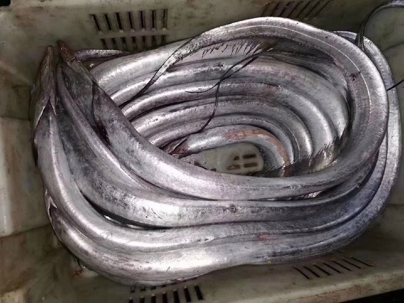 刀魚(yú)價(jià)格一覽表，2025年8月刀魚(yú)價(jià)格的綜合分析及區(qū)域價(jià)格一覽表