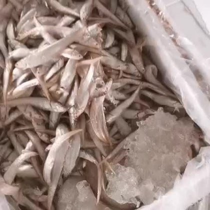 刀魚價格一覽表，2025年8月刀魚價格的綜合分析及區域價格一覽表