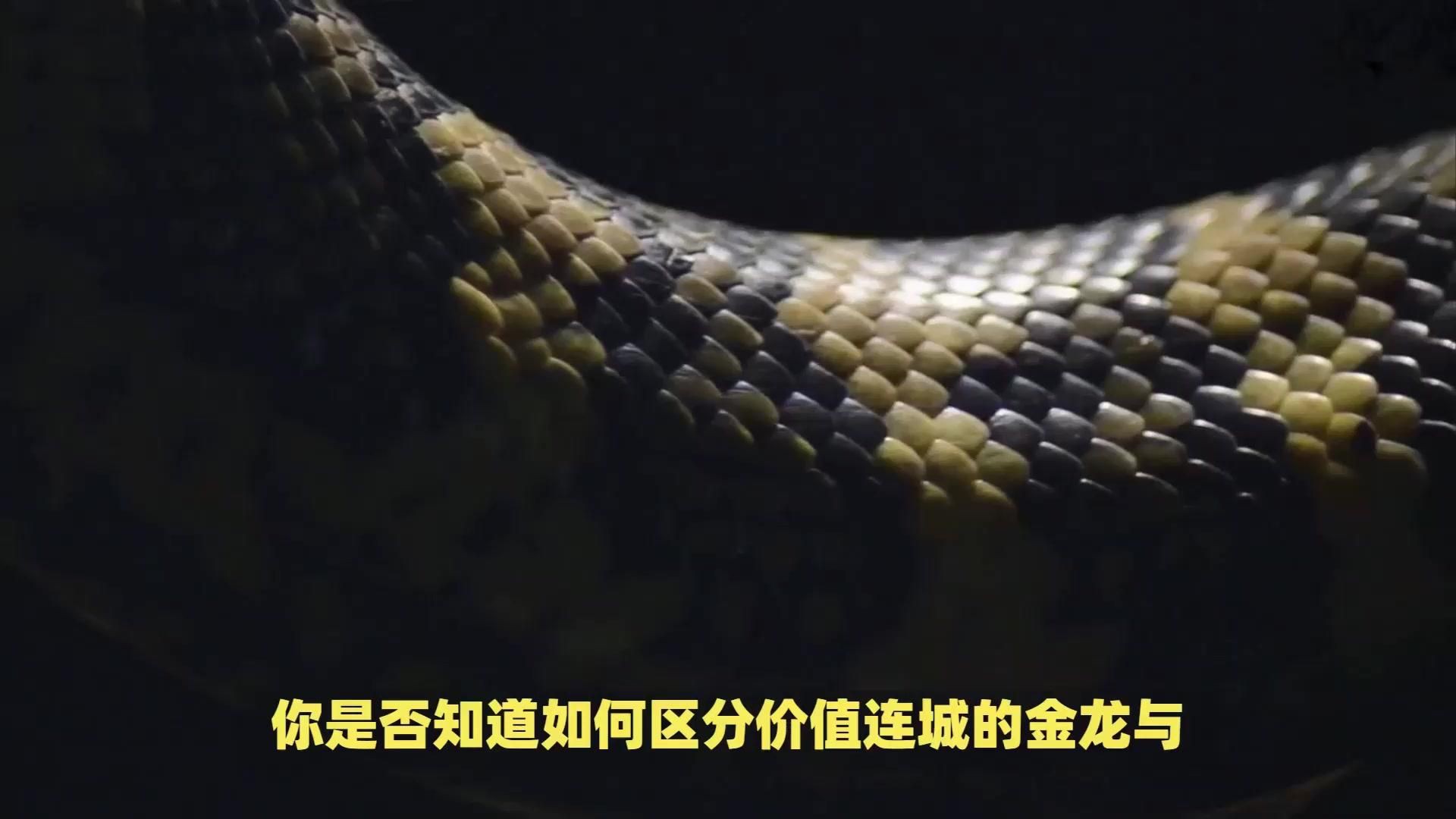 紅背金龍魚品種鑒別，《紅背金龍魚品種鑒別》