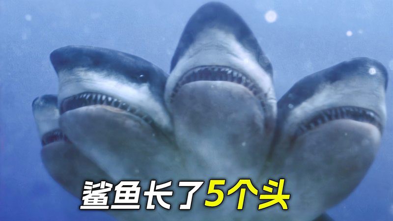 世界上真的有五頭鯊嗎，《世界上真的有五頭鯊嗎》五大鯊魚充滿的神秘與未知