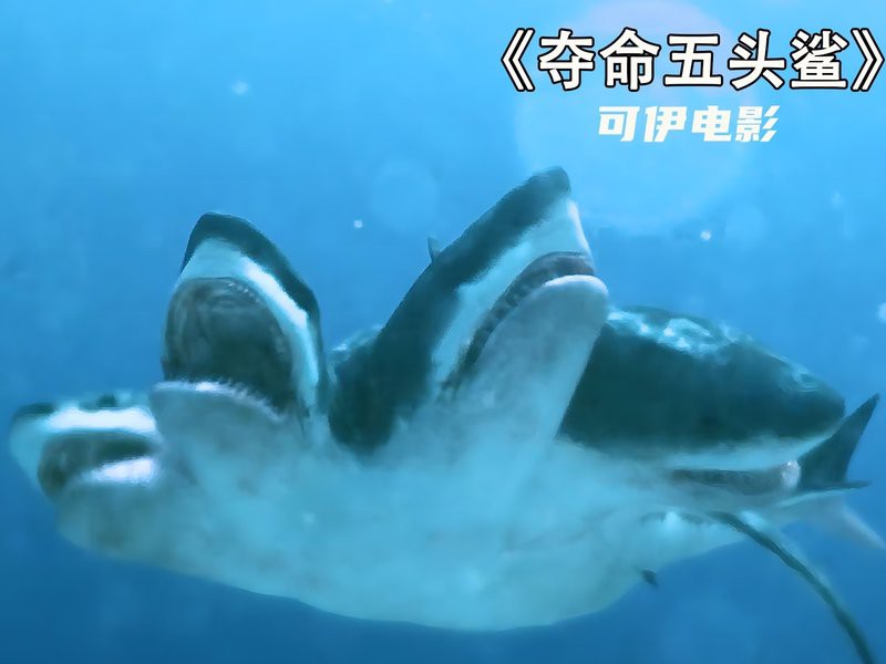 世界上真的有五頭鯊嗎，《世界上真的有五頭鯊嗎》五大鯊魚充滿的神秘與未知