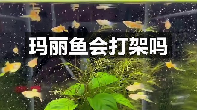 瑪麗魚為啥老咬其他魚，瑪麗魚為什么老咬其他魚音瀾老師瑪麗魚會打架嗎