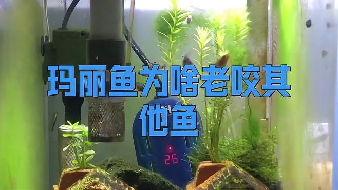 瑪麗魚為啥老咬其他魚，瑪麗魚為什么老咬其他魚音瀾老師瑪麗魚會打架嗎