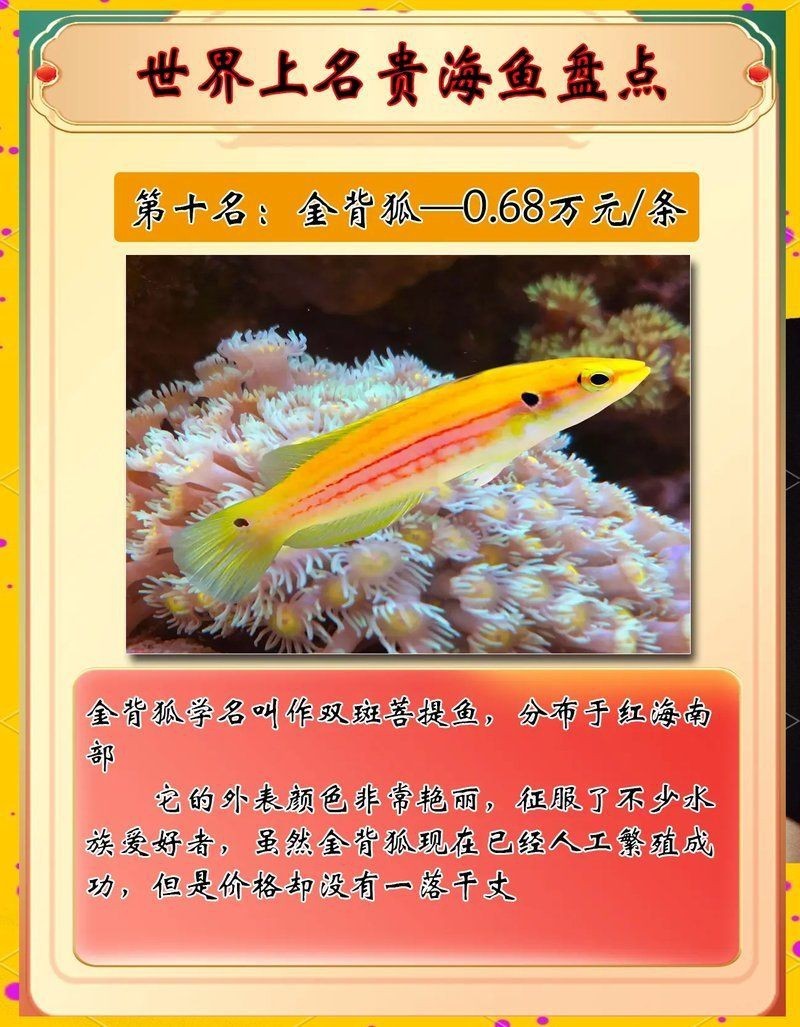 海魚價(jià)格排名大全，全球十大最昂貴海魚排行榜張三少云柳葉落了盤點(diǎn)海洋中價(jià)值不菲的10種魚類