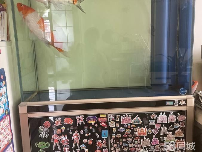 錦州魚缸定做，錦州地區的魚缸定做服務展現出多樣化與專業化的特點