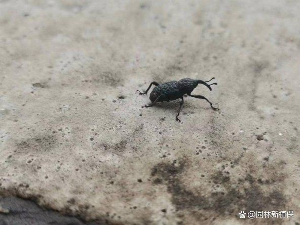 家里突然多了小象鼻蟲，家居象鼻蟲防治全科學(xué)獵奇象鼻蟲防治方法及科學(xué)防治方法