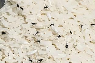 家里突然多了小象鼻蟲，家居象鼻蟲防治全科學(xué)獵奇象鼻蟲防治方法及科學(xué)防治方法