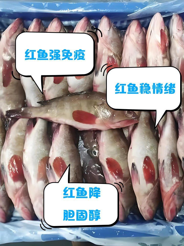 紅尾魚(yú)的功效與作用，紅尾魚(yú)的營(yíng)養(yǎng)價(jià)值與功效