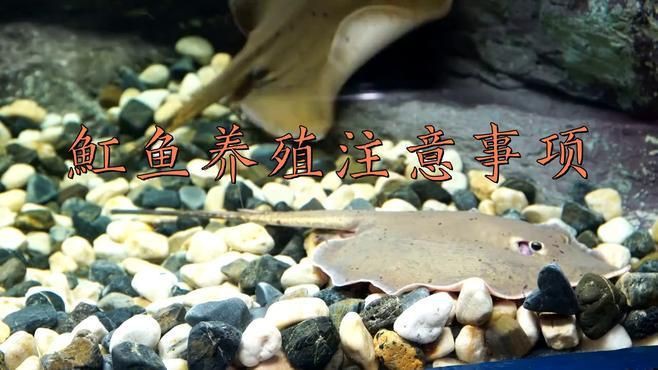 皇冠黑金魟魚怎么養，皇冠黑金魟魚的飼養注意事項