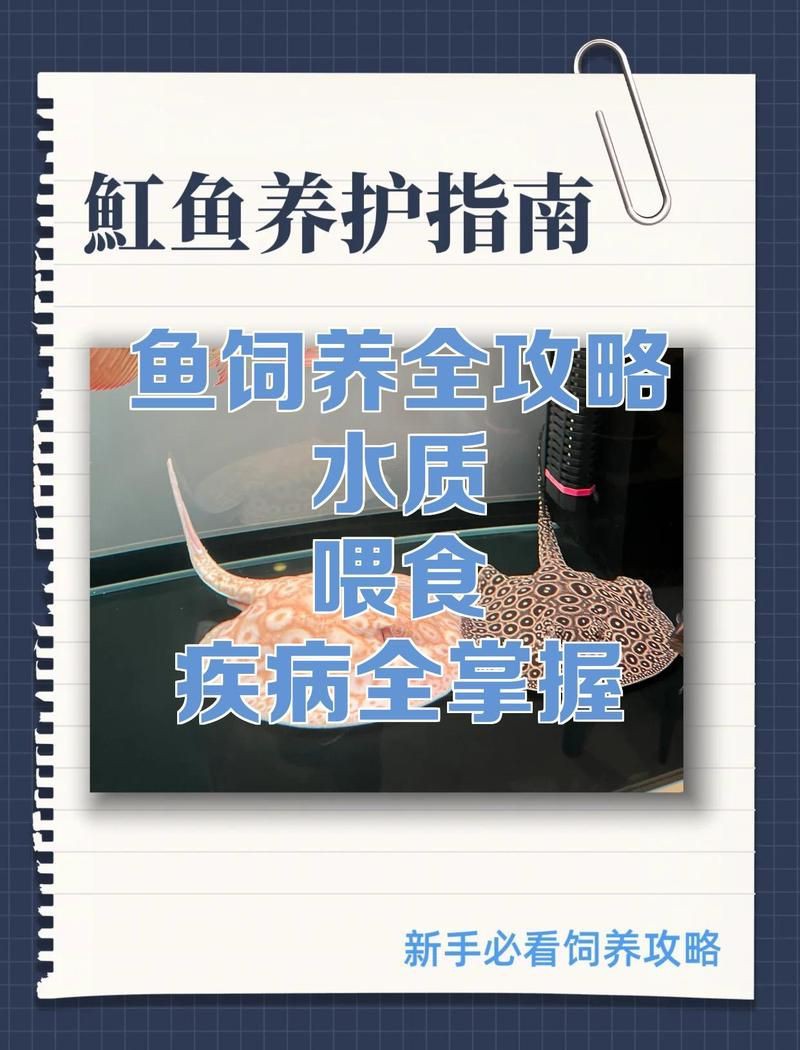 皇冠黑金魟魚怎么養，皇冠黑金魟魚的飼養注意事項
