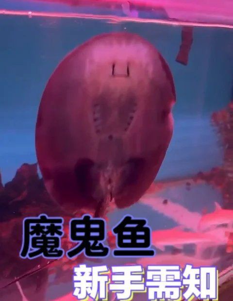 皇冠黑金魟魚怎么養，皇冠黑金魟魚的飼養注意事項