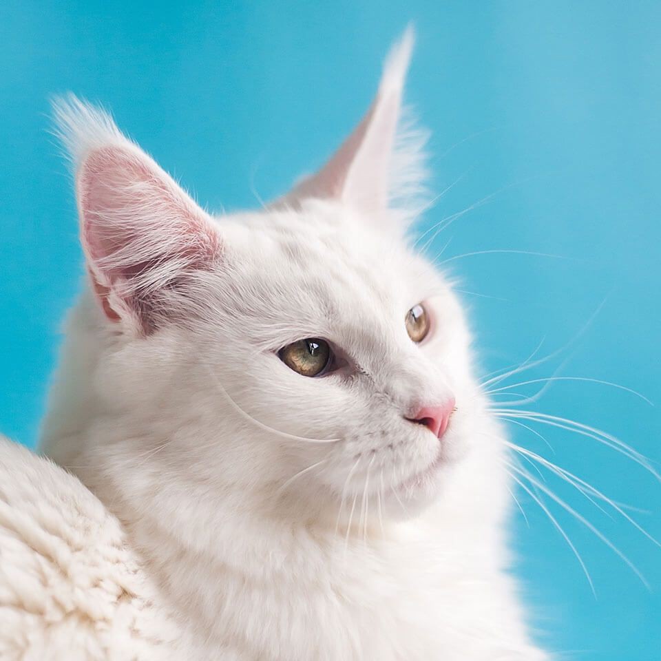 防城港水族批發市場，防城港水族批發市場攻略