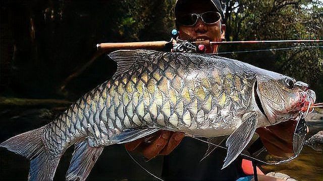 馬來西亞最貴的魚排名，馬來西亞十大最貴淡水魚排行榜