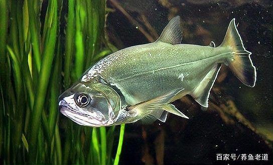 哥倫比亞巨暴牙魚，哥倫比亞巨暴牙魚、玉面皇冠混養