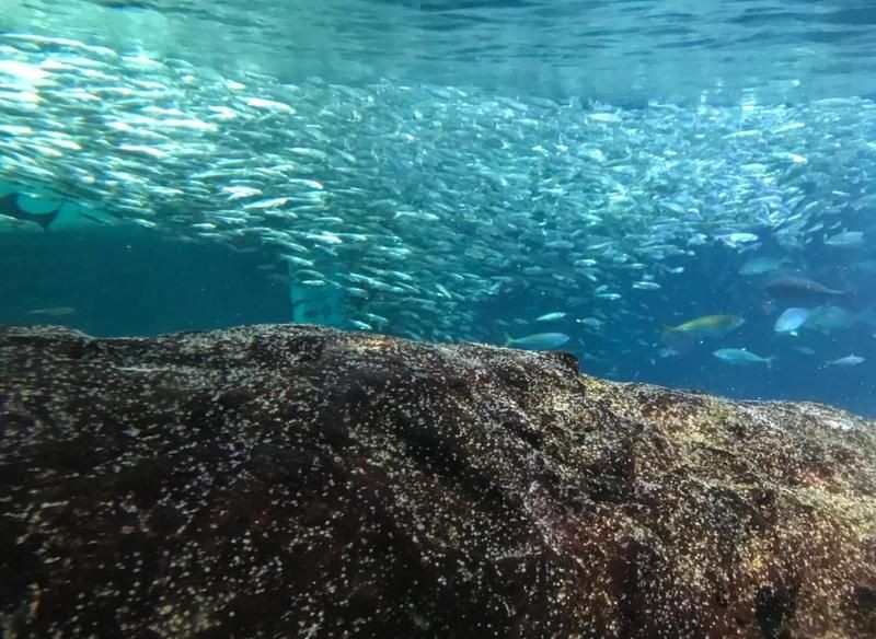 株洲水族館，株洲水族館——株洲水族館