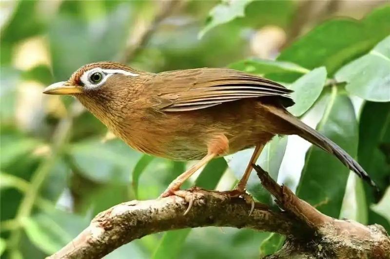 國家一二三級保護動物，中國對野生動物保護動物實施分級保護制度和瀕危劃分