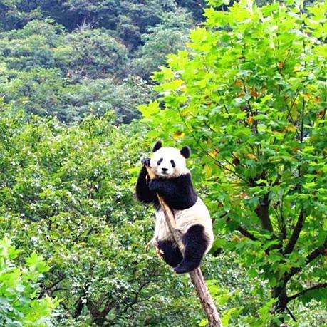 國家一二三級保護動物，中國對野生動物保護動物實施分級保護制度和瀕危劃分