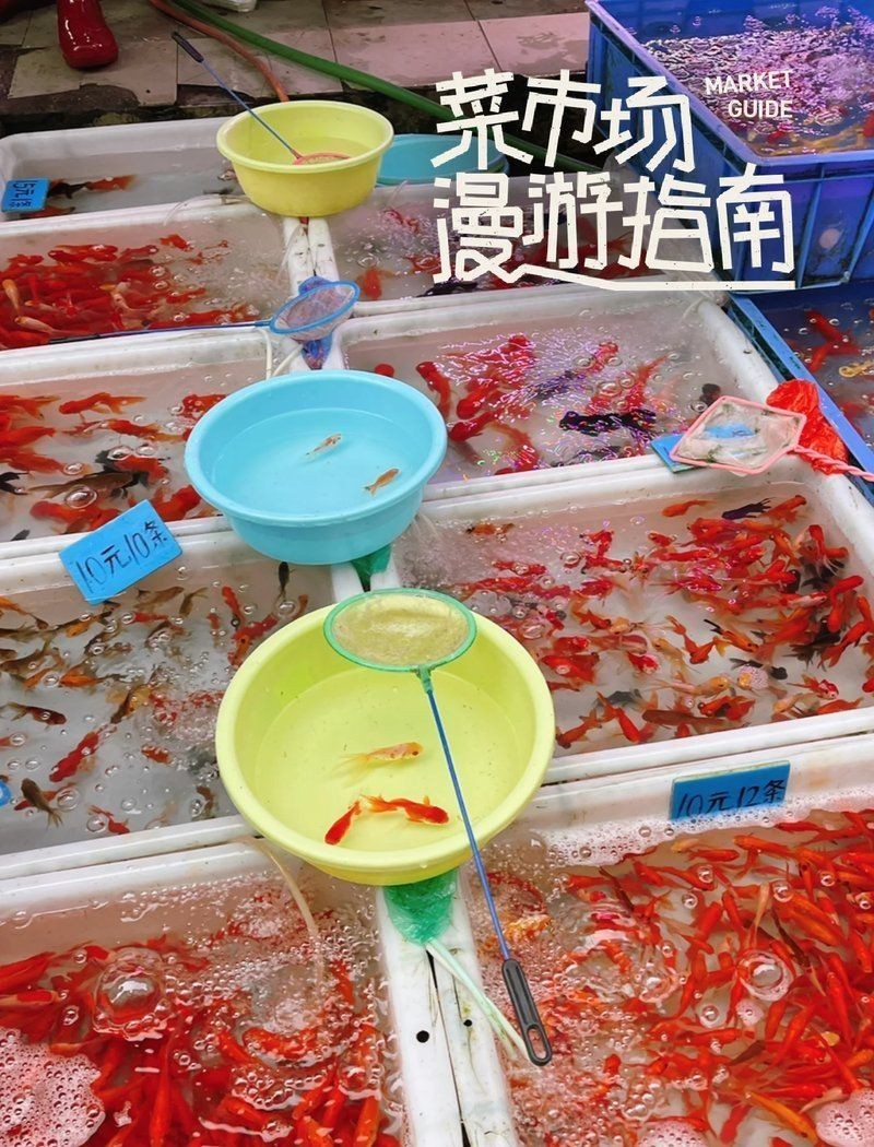 長治水族批發市場,長治水族批發市場是如何形成的? 全國水族館企業名錄 第16張 長治水族批發市場,長治水族批發市場是如何形成的? 長治水族批發市場,長治水族批發市場是如何形成的? 全國水族館企業名錄 第16張