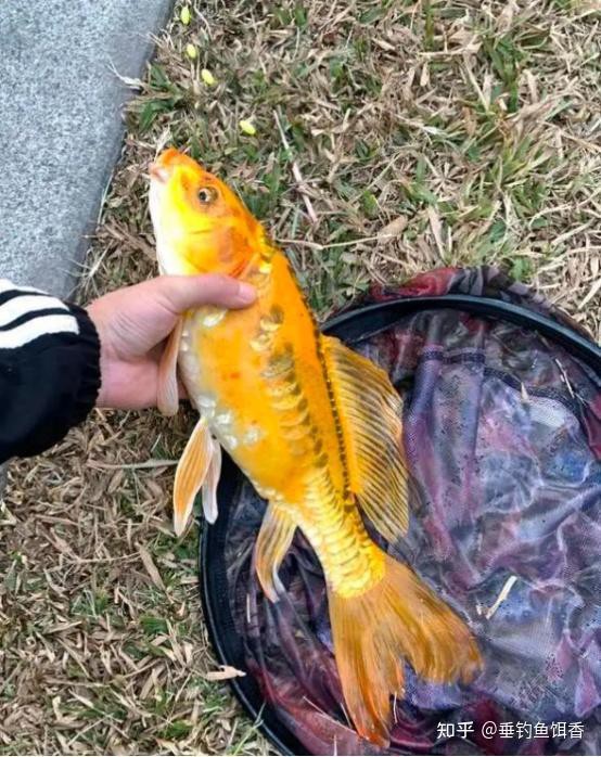 哪個(gè)品系的龍鳳魚(yú)最稀有？，垂釣魚(yú)餌香編輯，黃金龍鳳魚(yú)有哪些特殊基因？