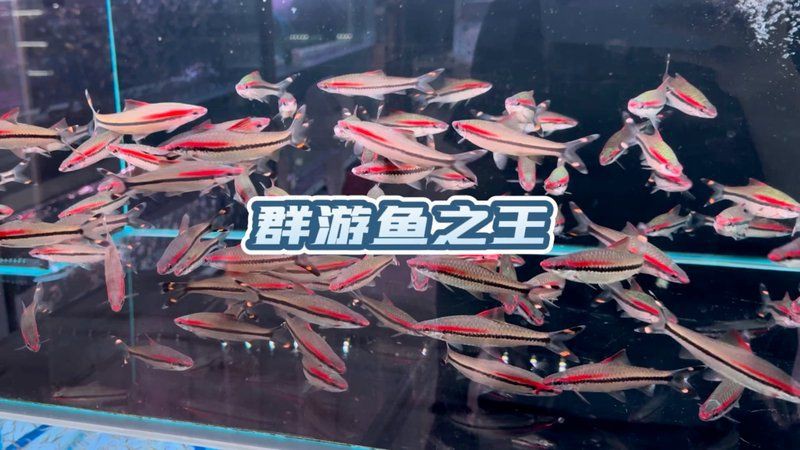 隨州水族批發(fā)市場，隨州水族批發(fā)市場是當?shù)刂匾乃a(chǎn)交易集散地