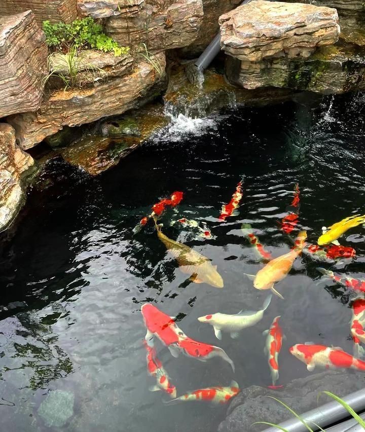 露天魚池水變綠怎么處理，《露天魚池水變綠處理方法摘要》