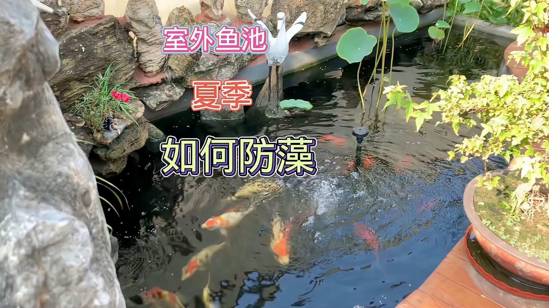 露天魚池水變綠怎么處理，《露天魚池水變綠處理方法摘要》