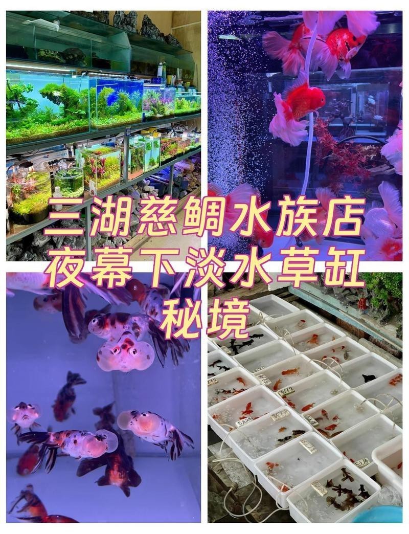 射洪水族店，射洪哪家水族店口碑最好
