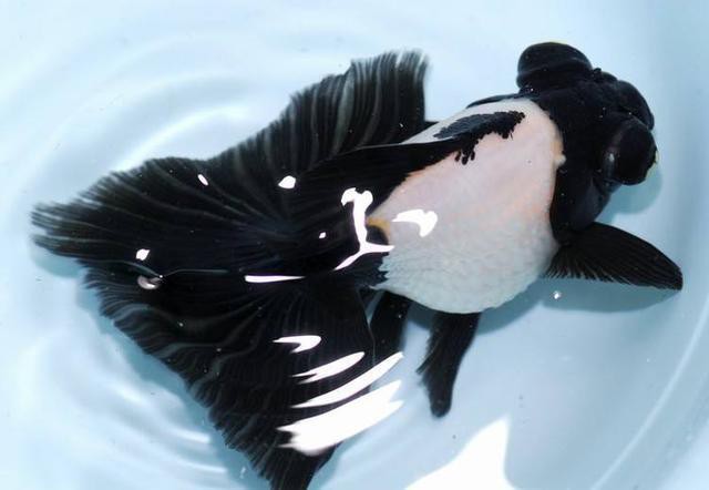 龍魚(yú)腸炎老三樣是什么？，龍魚(yú)生病的時(shí)候，這幾種“萬(wàn)能處理方法”,新手朋友要牢記！