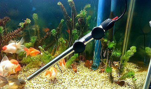 龍魚(yú)腸炎老三樣是什么？，龍魚(yú)生病的時(shí)候，這幾種“萬(wàn)能處理方法”,新手朋友要牢記！