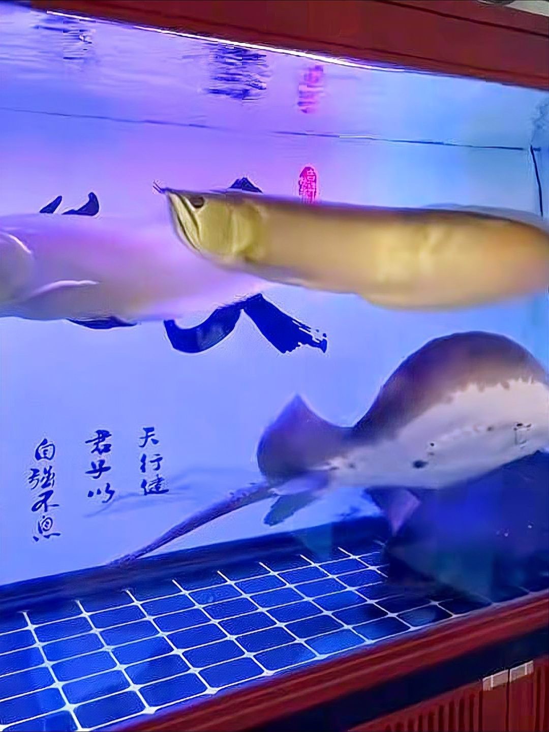 24K過背金龍的最佳飼養(yǎng)環(huán)境是什么？，24k過背金龍的最佳飼養(yǎng)指南:讓你的觀賞魚更健康
