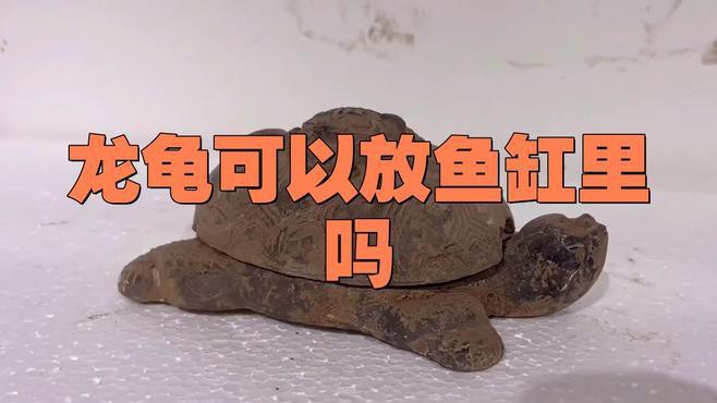 如何判斷魚缸是否適合放龍龜，如何判斷魚缸是否適合放龍龜，龍龜可以和魚一起放魚缸養嗎