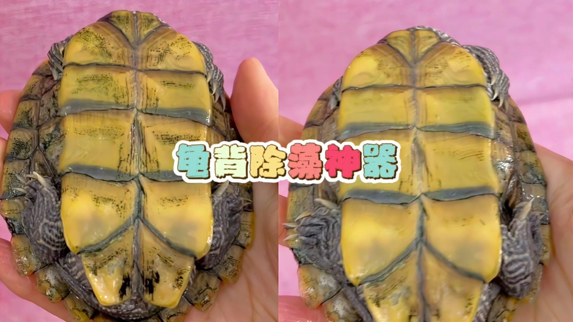 哪些清潔用品適合龍龜？，愛奇藝龜背除藻神器～嘟嘟寶清理龜缸必備