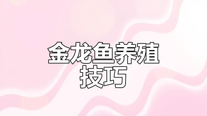 古典藍(lán)底過(guò)背金龍魚的最佳飼養(yǎng)環(huán)境，古典藍(lán)底過(guò)背金龍魚最佳飼養(yǎng)環(huán)境