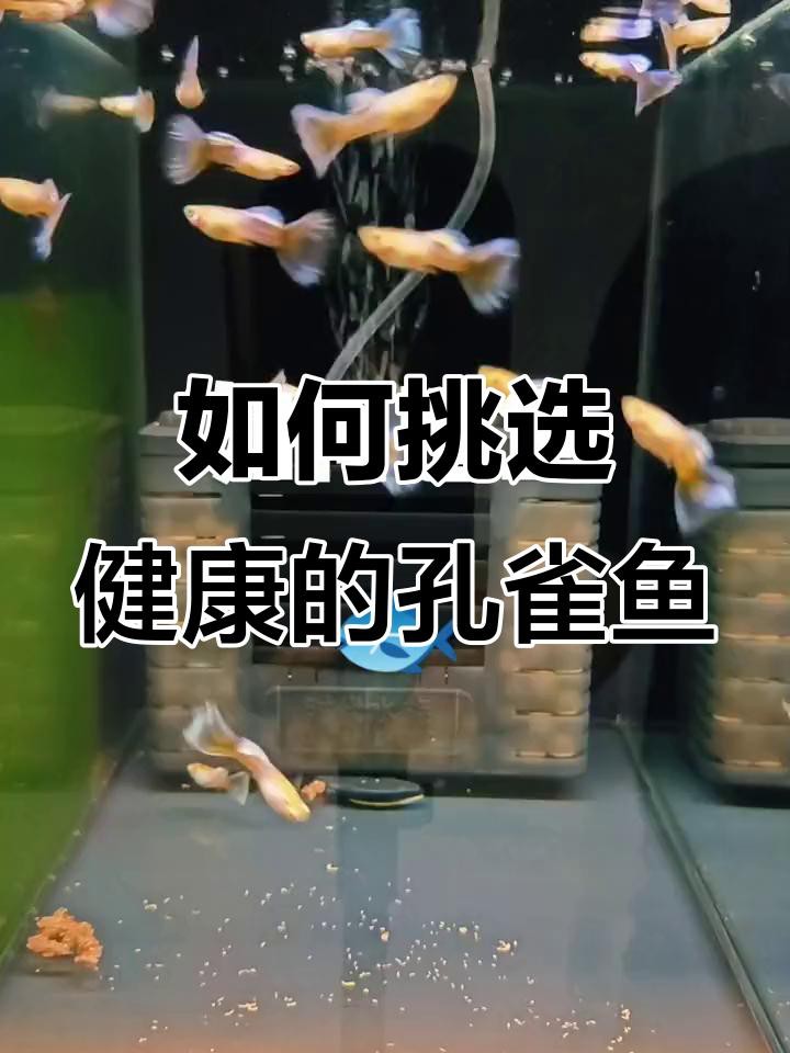 如何判斷紅龍孔雀魚是否健康？，《如何判斷紅龍孔雀魚是否健康》10個關(guān)鍵點教你識別